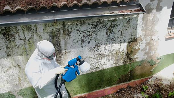 Top rated local Mold Remediation specialists in Wayne, MI